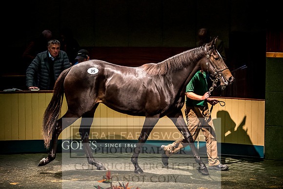 Goffs Orby 2017-198