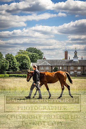 Goffs London Sale 2022-85