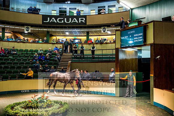 Goffs Orby 2017-694