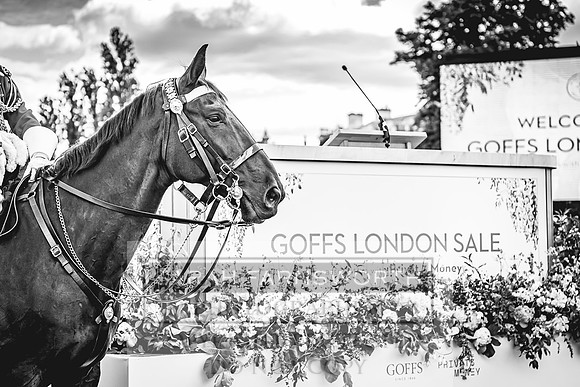 Goffs London Sale 2022-132