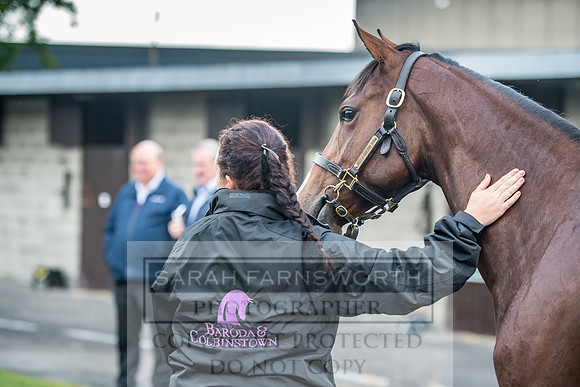 Goffs Orby 2017-38