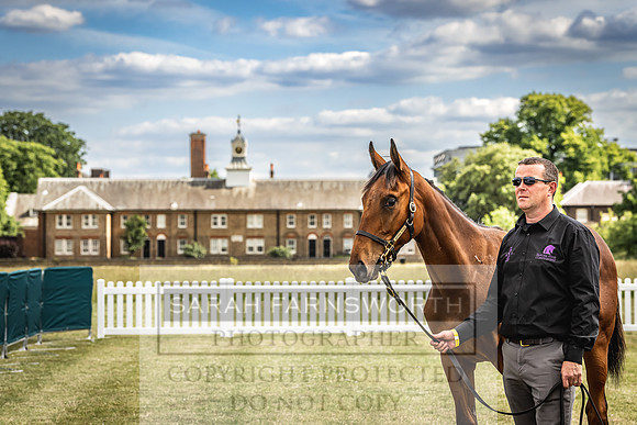 Goffs London Sale 2022-258