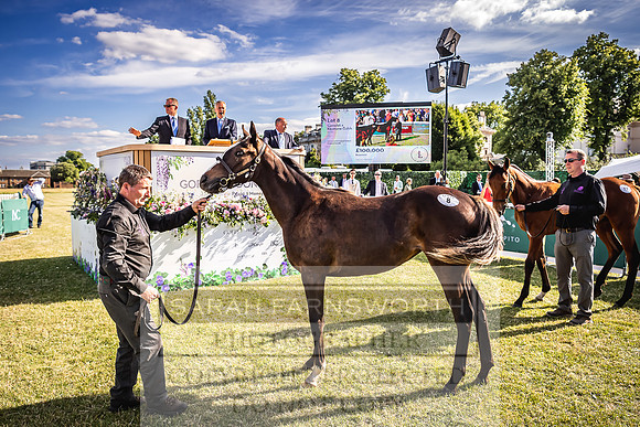 Goffs London Sale 2022-548