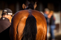Goffs UK Breeze Up 2022-7