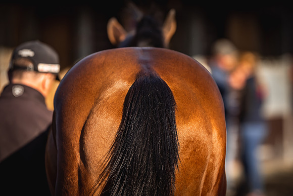 Goffs UK Breeze Up 2022-7