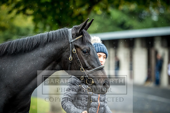 Goffs Orby 2017-564