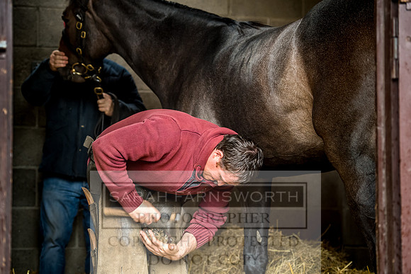 Goffs Orby 2017-607