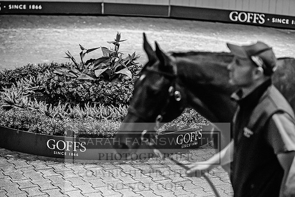 Goffs Orby 2017-223