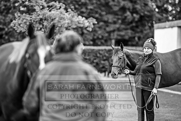 Goffs Orby 2017-49