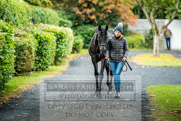 Goffs Orby 2017-554