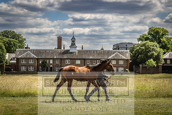 Goffs London Sale 2022-71
