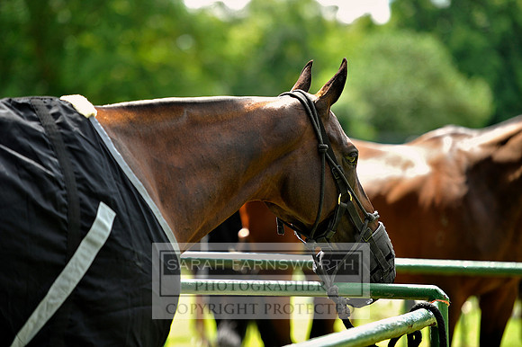 Cirencester Polo CF2 241