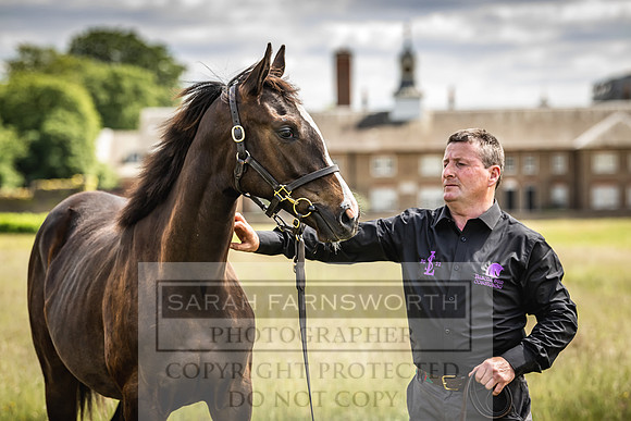 Goffs London Sale 2022-95