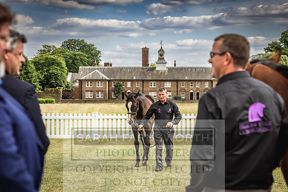 Goffs London Sale 2022-282