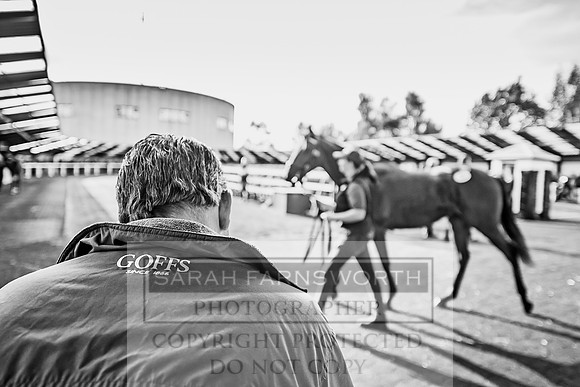 Goffs Orby 2017-139