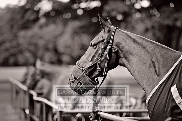 Cirencester Polo CF2 376 bw