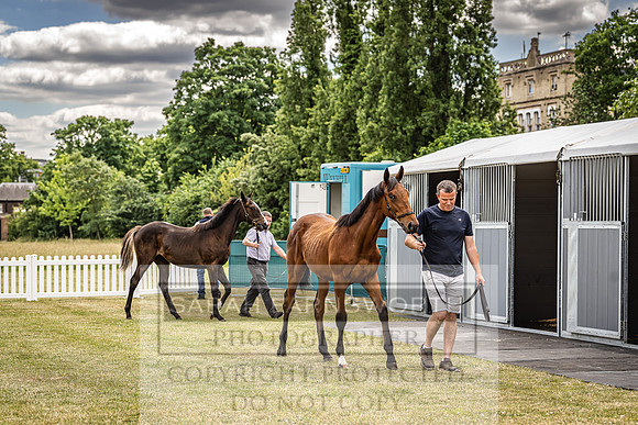 Goffs London Sale 2022-23