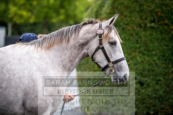 Goffs Orby 2017-706