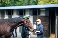 Goffs Orby 2017-17