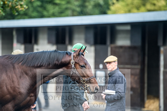 Goffs Orby 2017-17