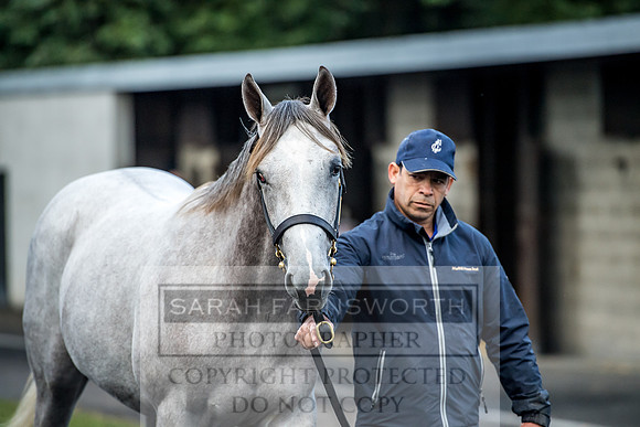Goffs Orby 2017-94