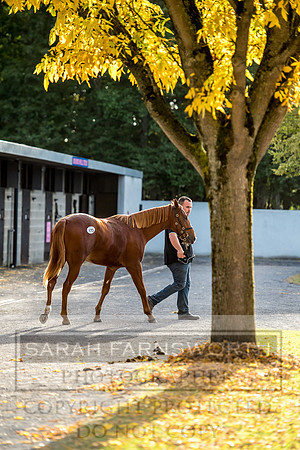 Goffs Orby 2017-317