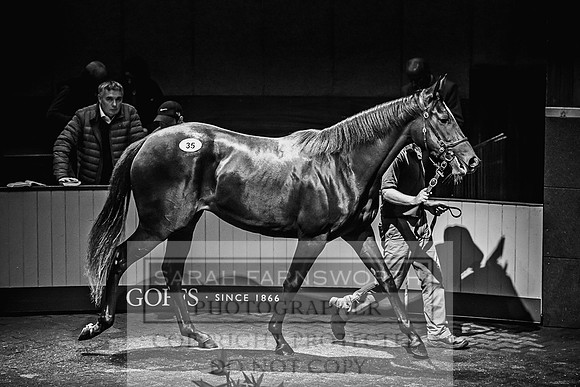 Goffs Orby 2017-197