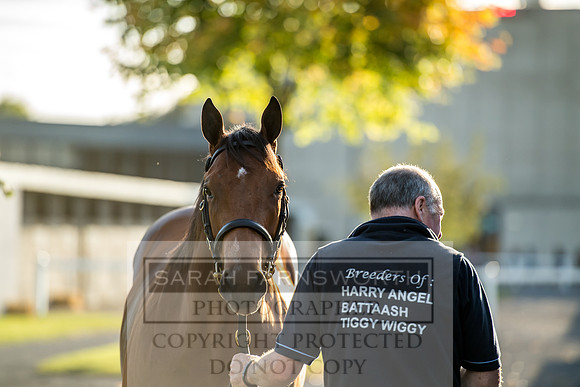 Goffs Orby 2017-414
