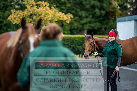 Goffs Orby 2017-50