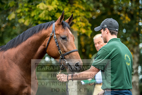 Goffs Orby 2017-78