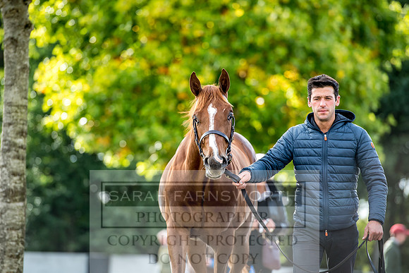 Goffs Orby 2017-260