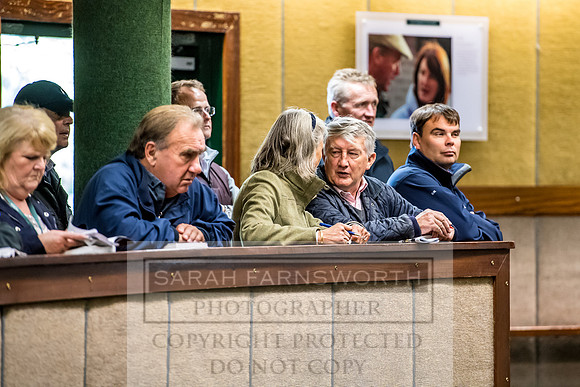 Goffs Orby 2017-173