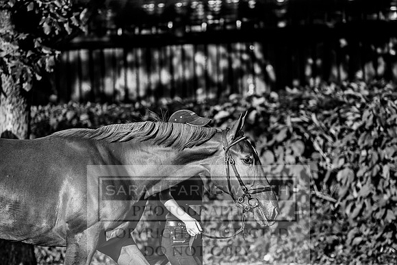 Goffs Orby 2017-406