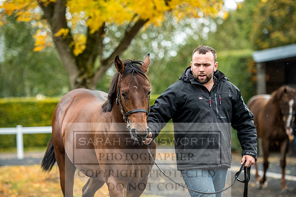 Goffs Orby 2017-580