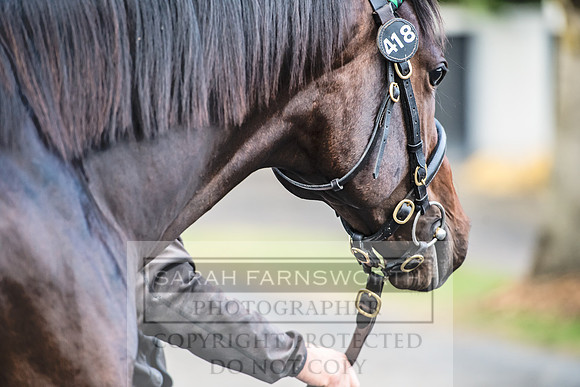 Goffs Orby 2017-87