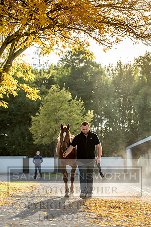 Goffs Orby 2017-318