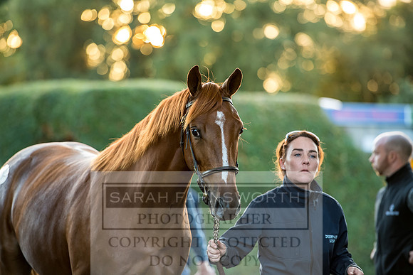 Goffs Orby 2017-463
