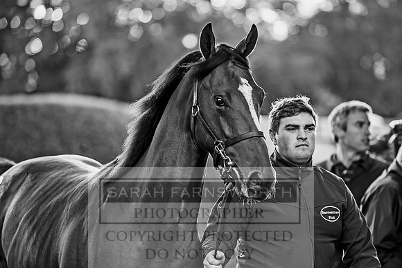 Goffs Orby 2017-475