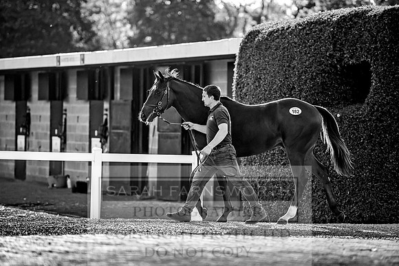 Goffs Orby 2017-388