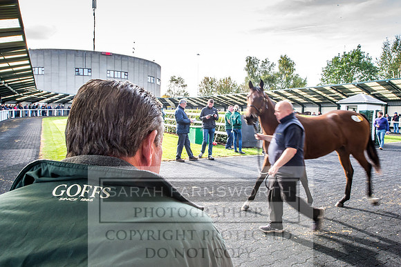 Goffs Orby 2017-138