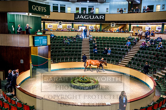 Goffs Orby 2017-329