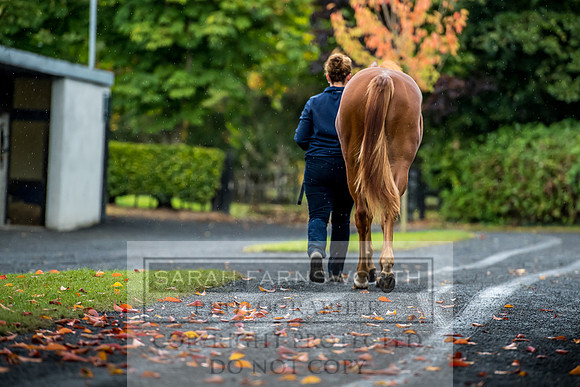 Goffs Orby 2017-533