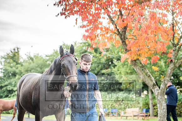 Goffs Orby 2017-28