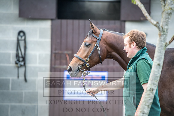 Goffs Orby 2017-71