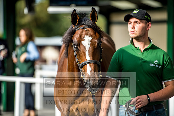 Goffs Orby 2017-137