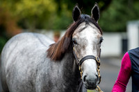 Goffs Orby 2017-12