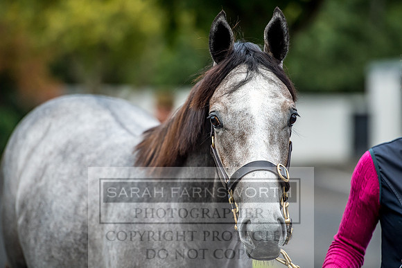 Goffs Orby 2017-12