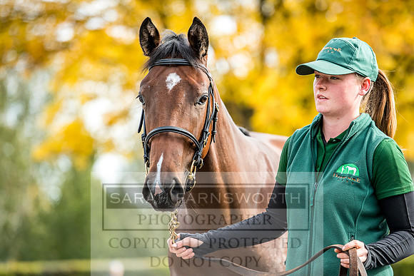 Goffs Orby 2017-186