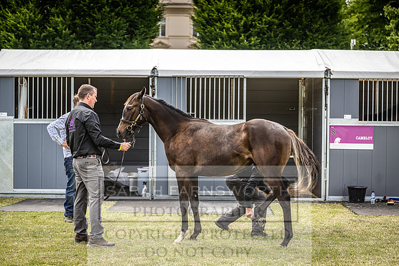 Goffs London Sale 2022-51