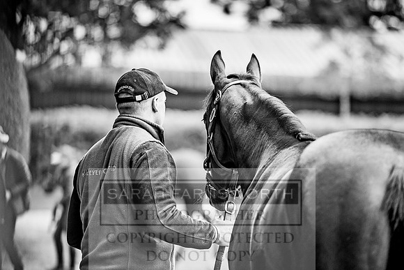 Goffs Orby 2017-80